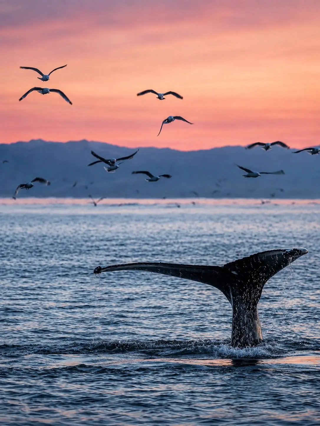 Whale watching season